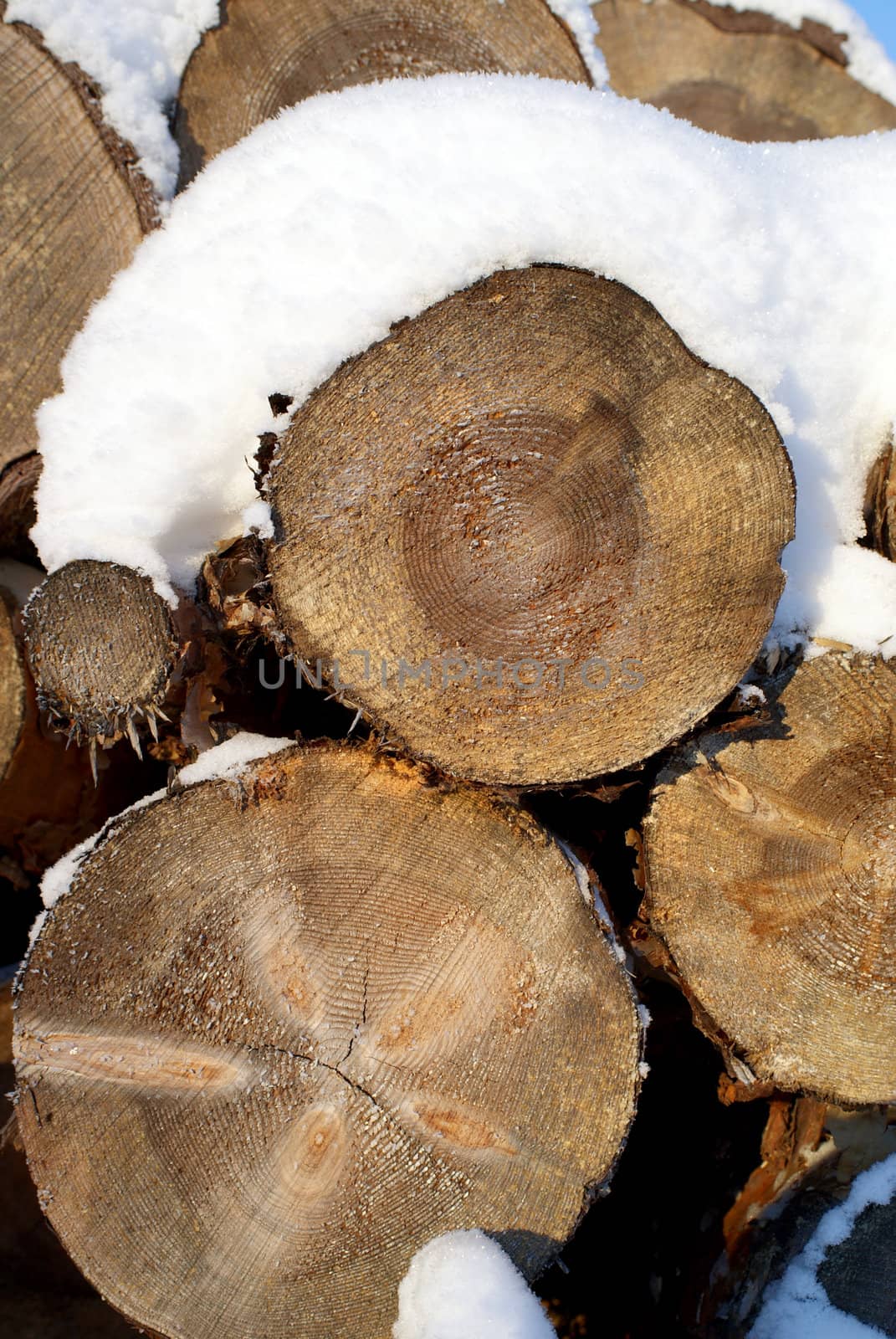 A closeup of cut and stacked pine logs under snow, showing the annual growth rings. Vertical view. Suitable for backgrounds. Photographed in Salo, Finland 2010.