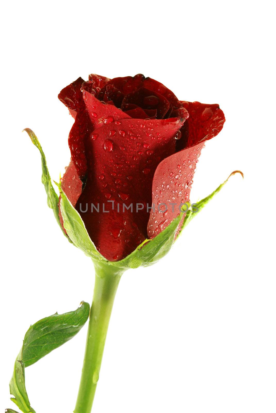 single beautifel red rose with droplets over white