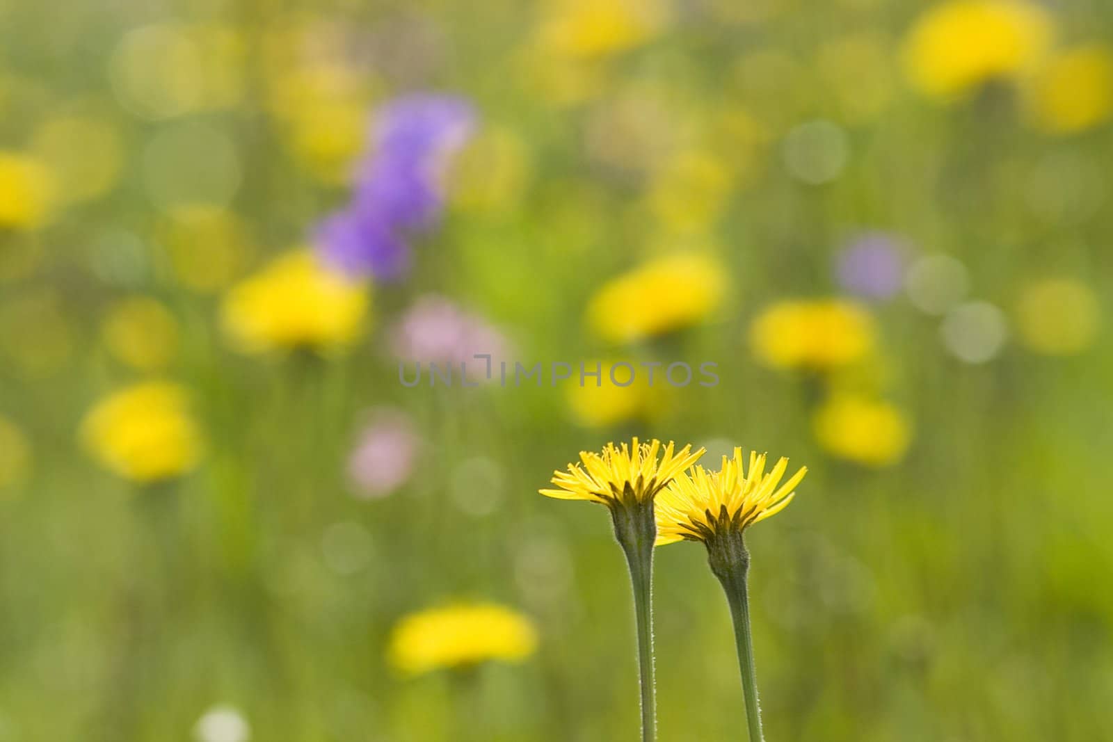 Flowers on the meadow