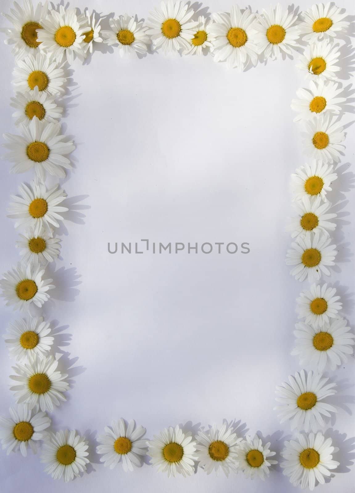 Daisy frame on light background