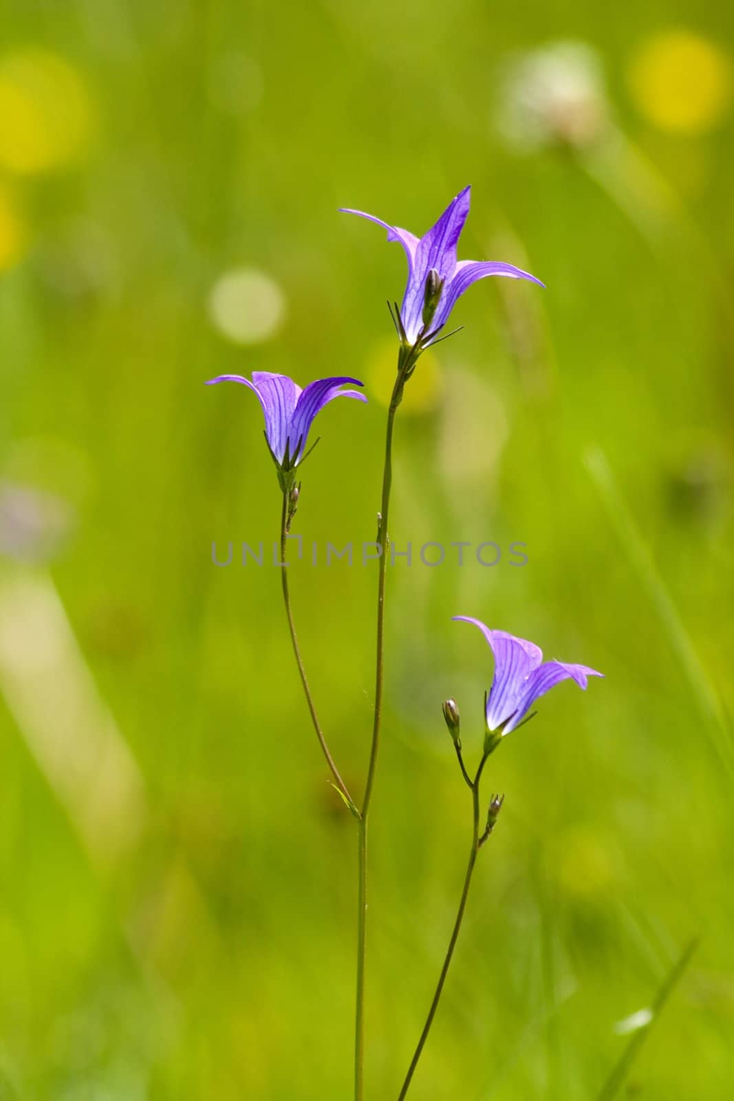 Bell-flower (campanula) on green background
