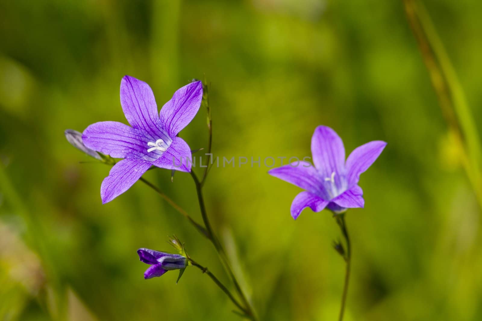 Bell-flower (campanula) on green background