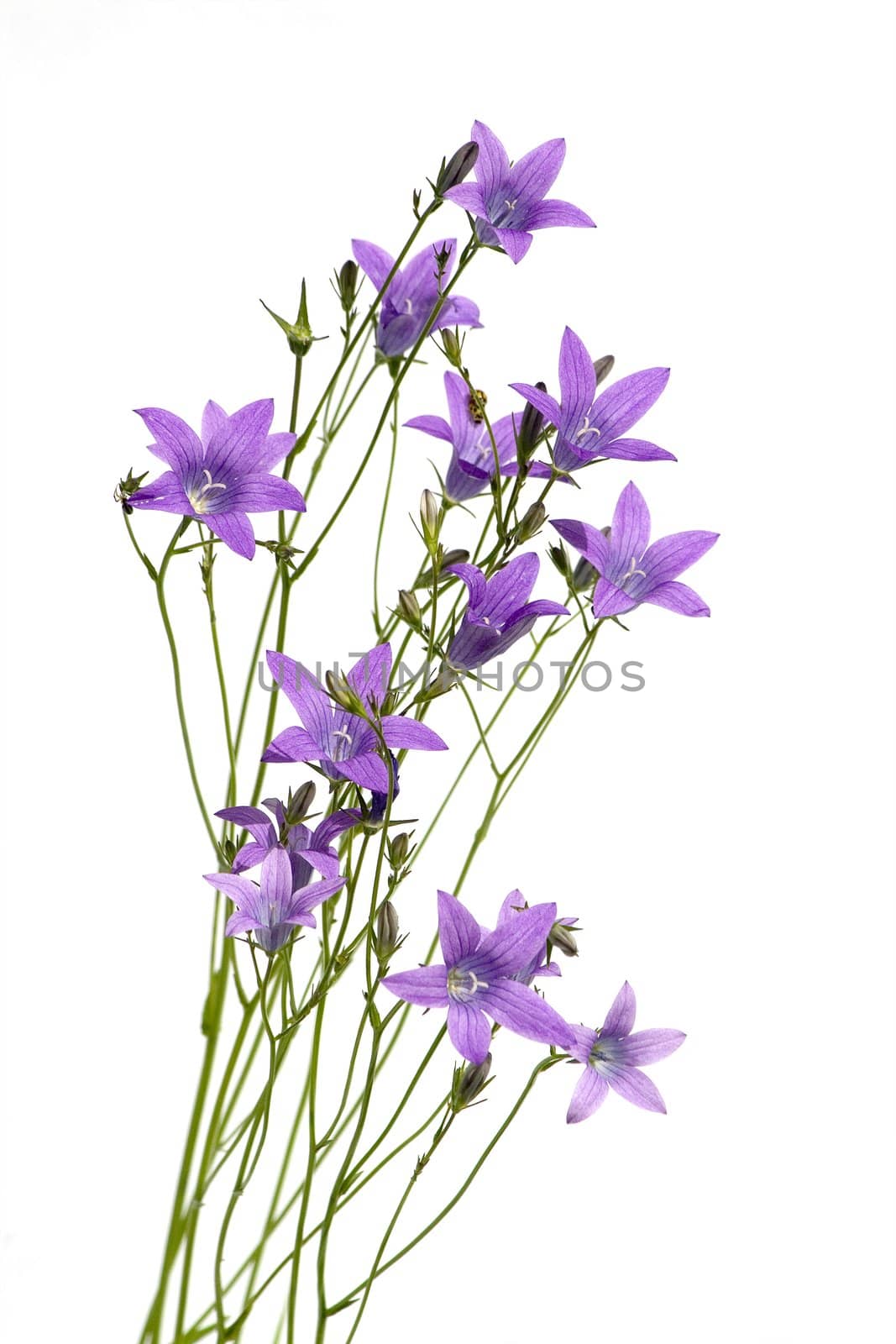 Bell-flowers by vvvera