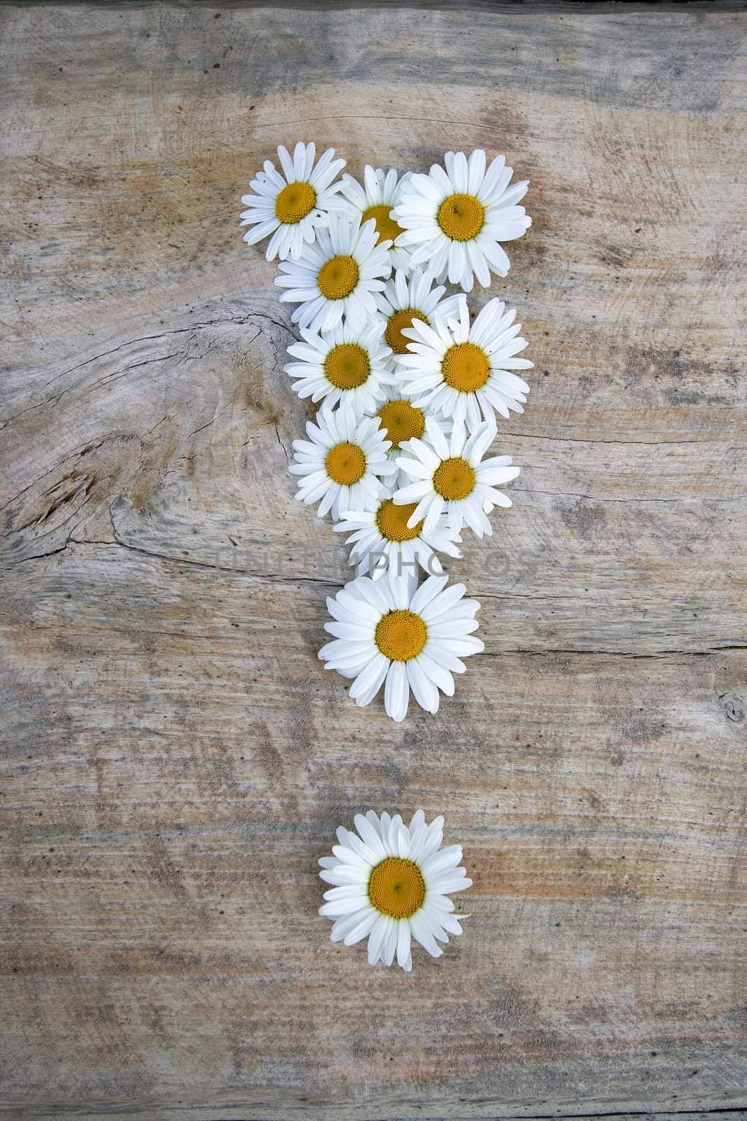 Daisy exclamation mark on wooden background