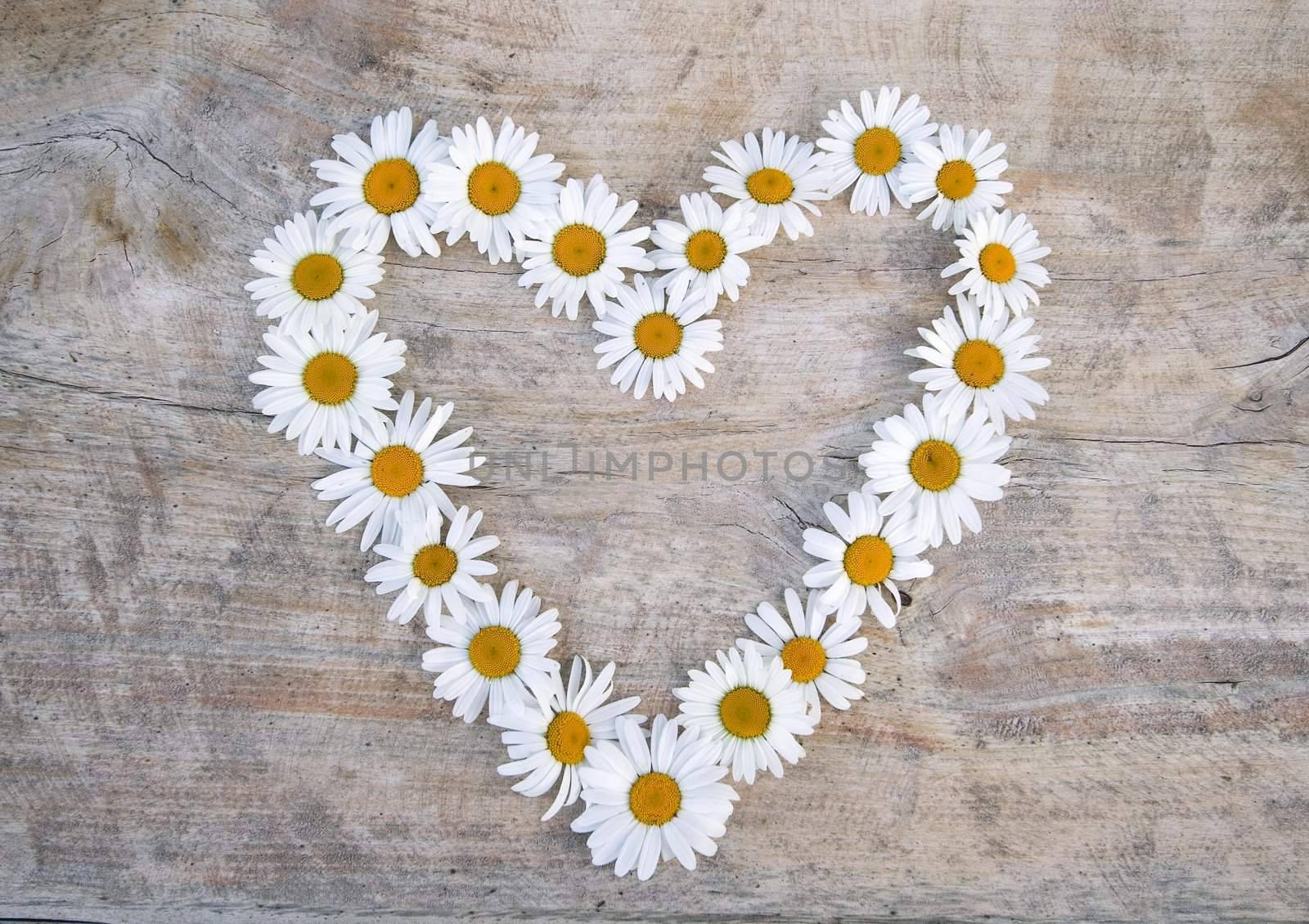 Daisy heart on wooden background