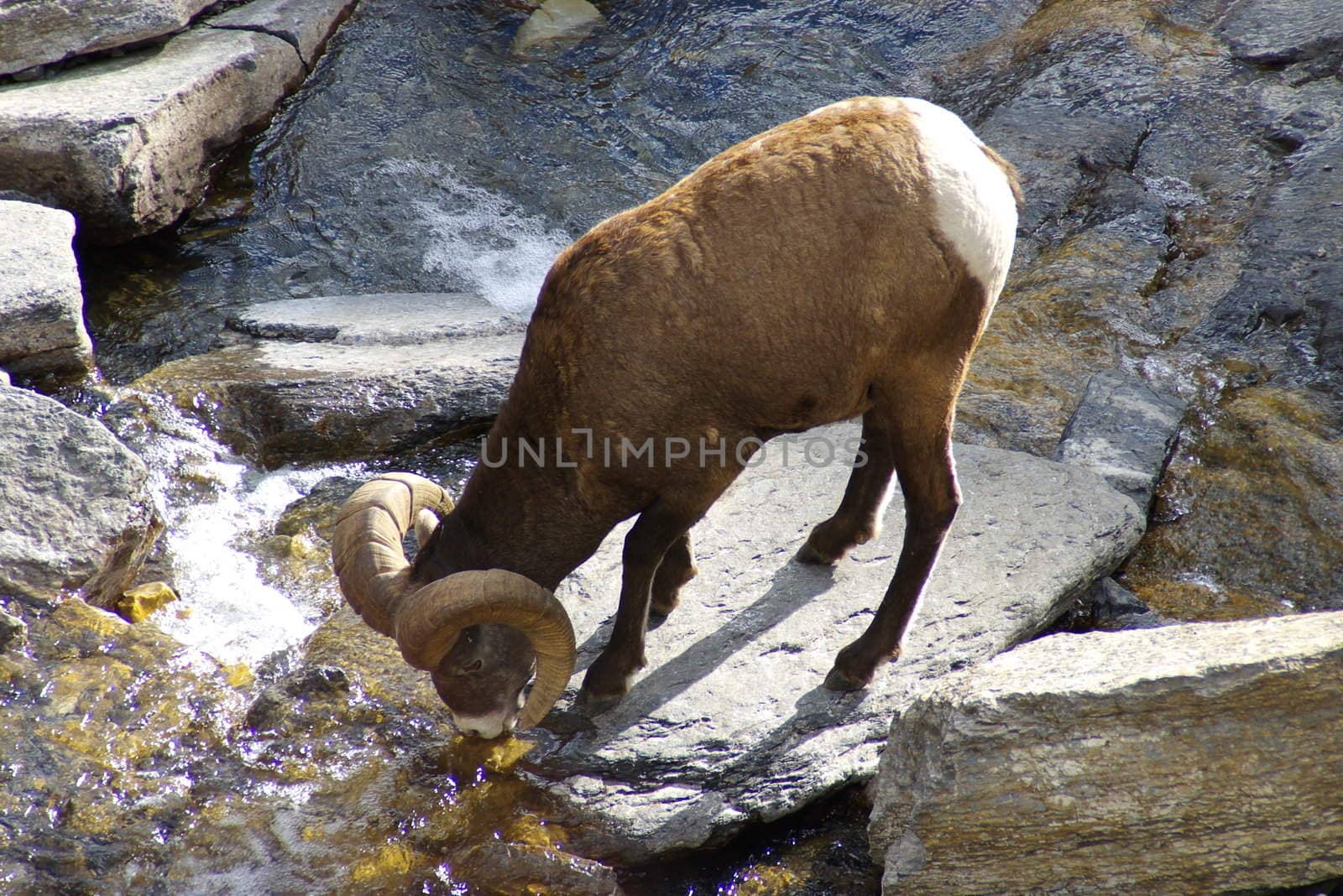 Rocky mountain sheep in the wilderness