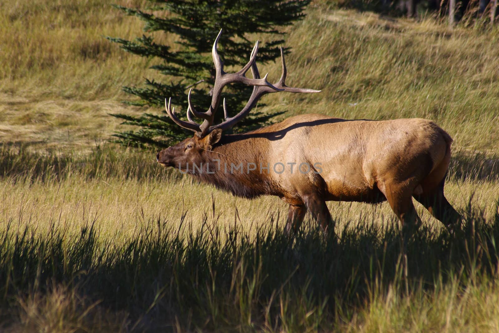 Bull elk in the wilderness