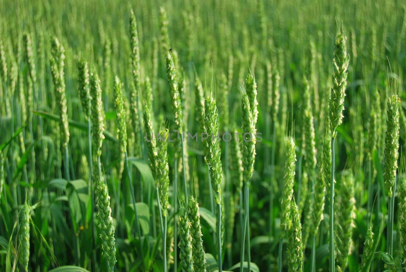 green wheat by casaalmare