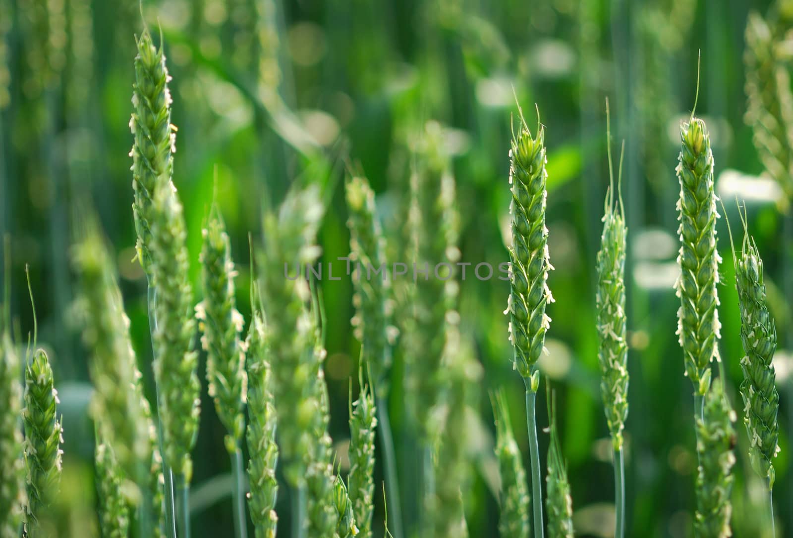 green wheat in a fresh field 