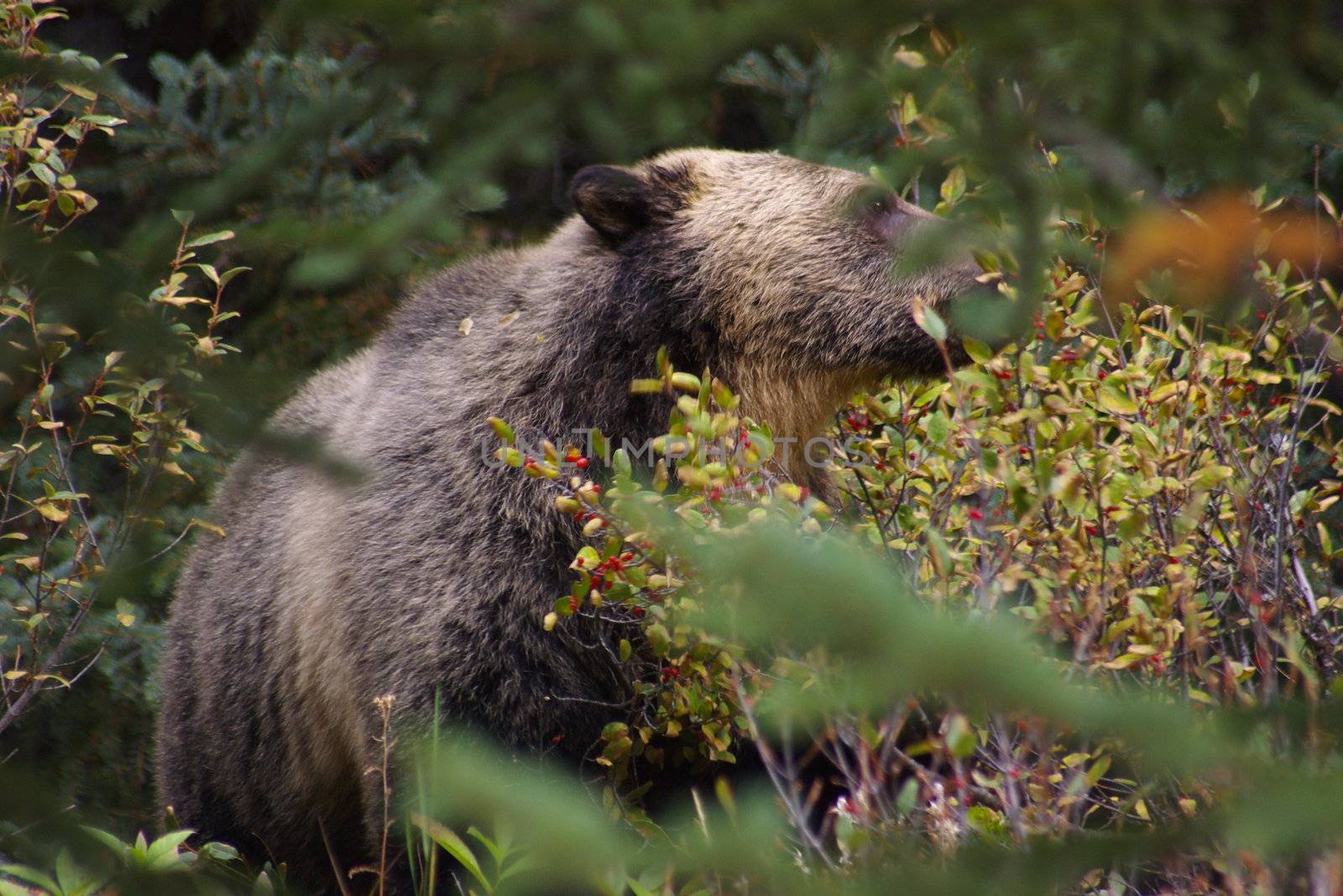 Grizzly Bear A by photocdn39