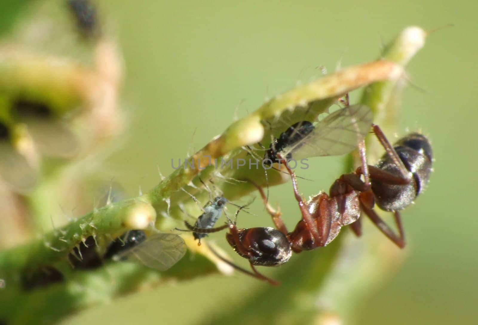 Ant taking care of llittle plant louse ( Aphidoidea )