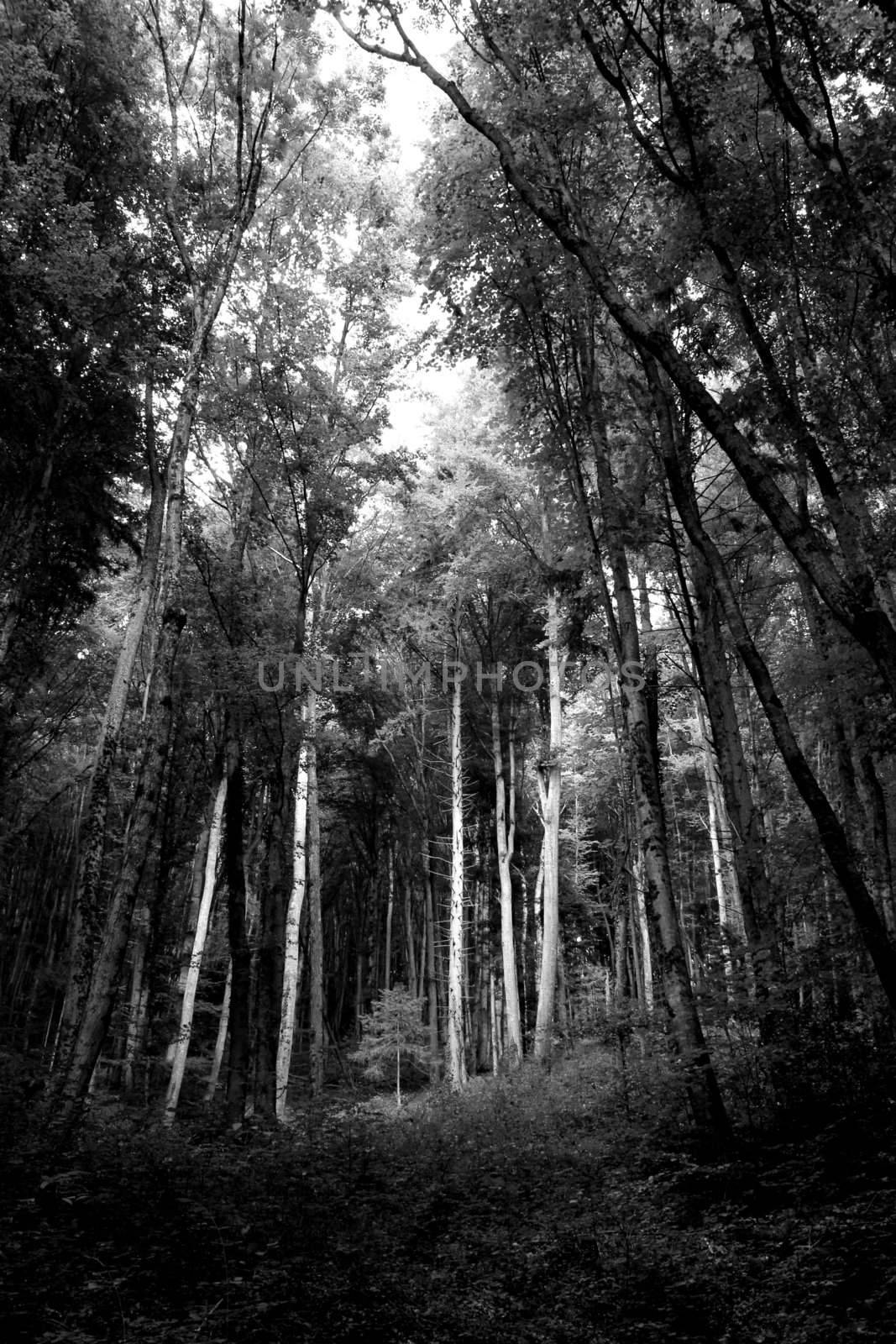 Black and white trunks in a forest by summer