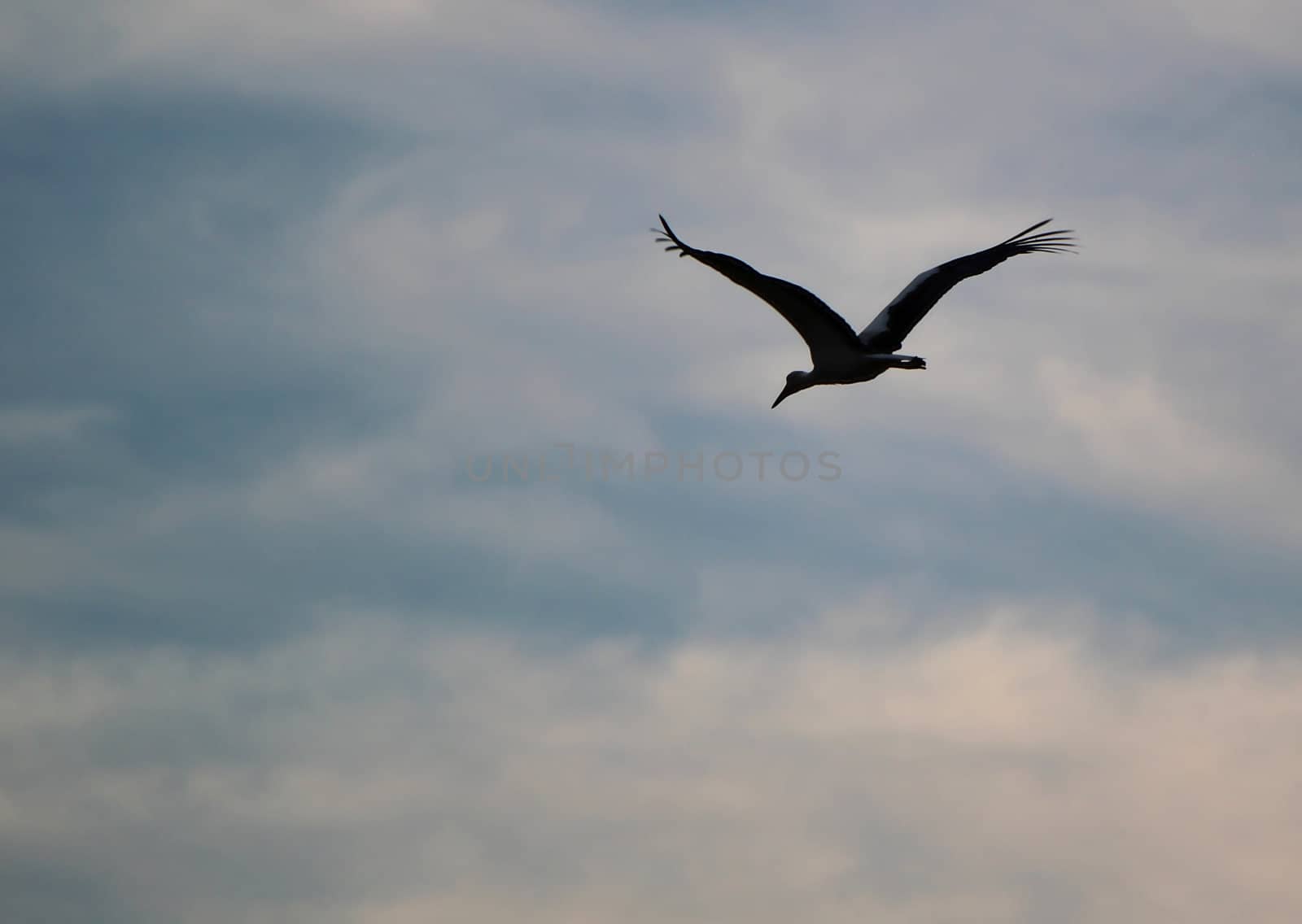 Migrating stork flying by Elenaphotos21