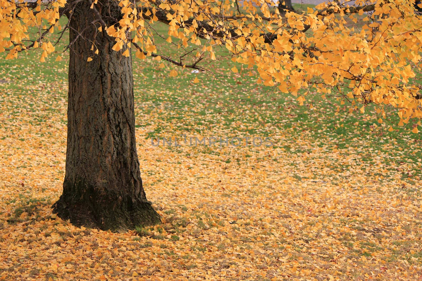 Big brown trunk and yellow autumn leaves covering the ground