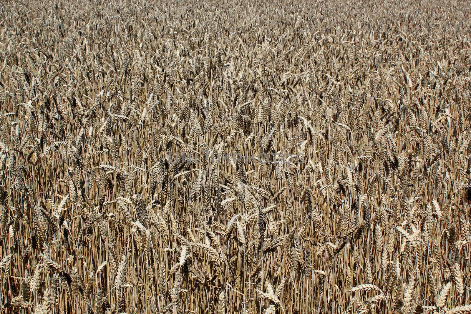 Close up of a gold wheat field by summer