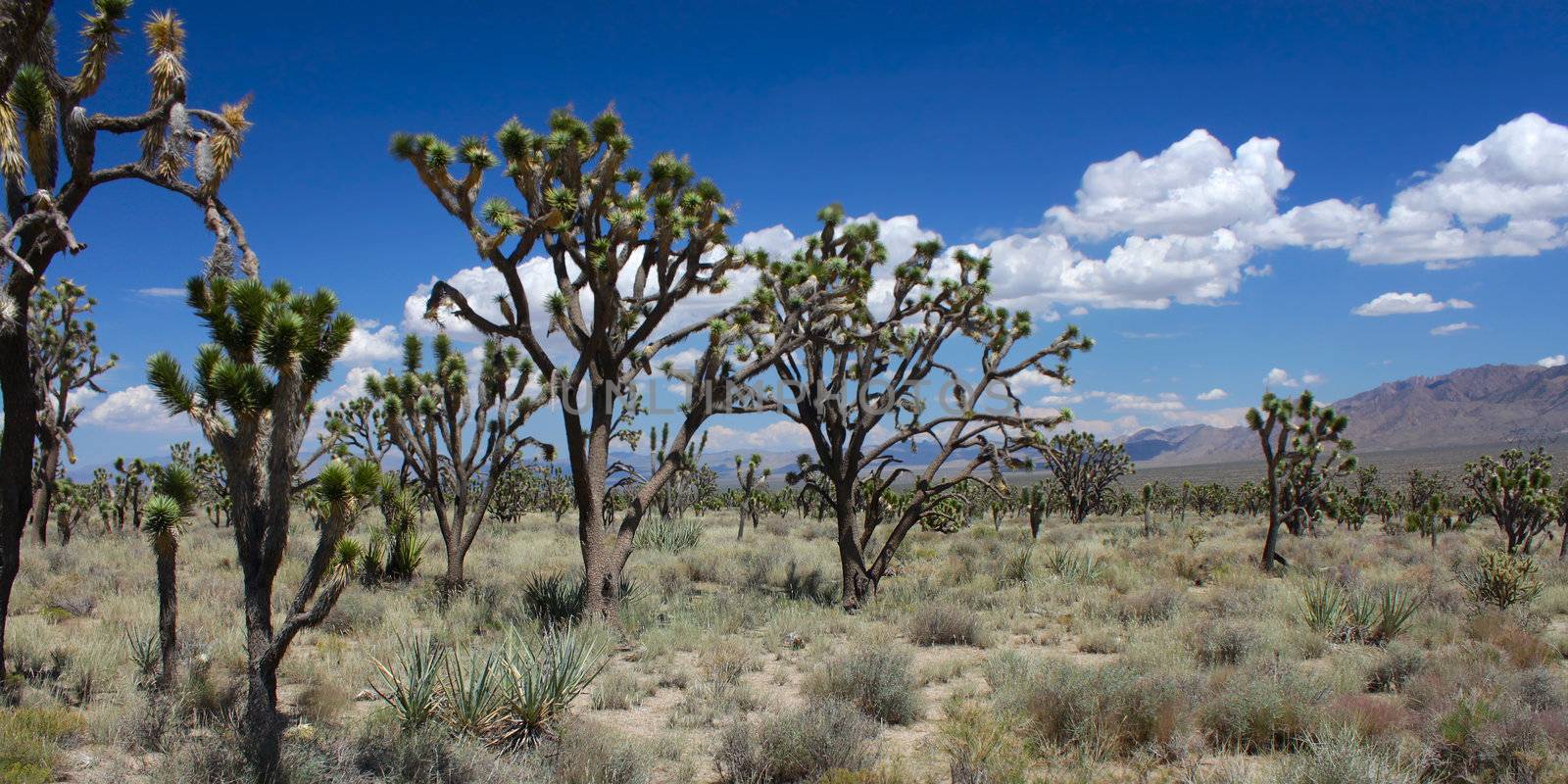Joshua Trees in the Mojave Desert by Wirepec