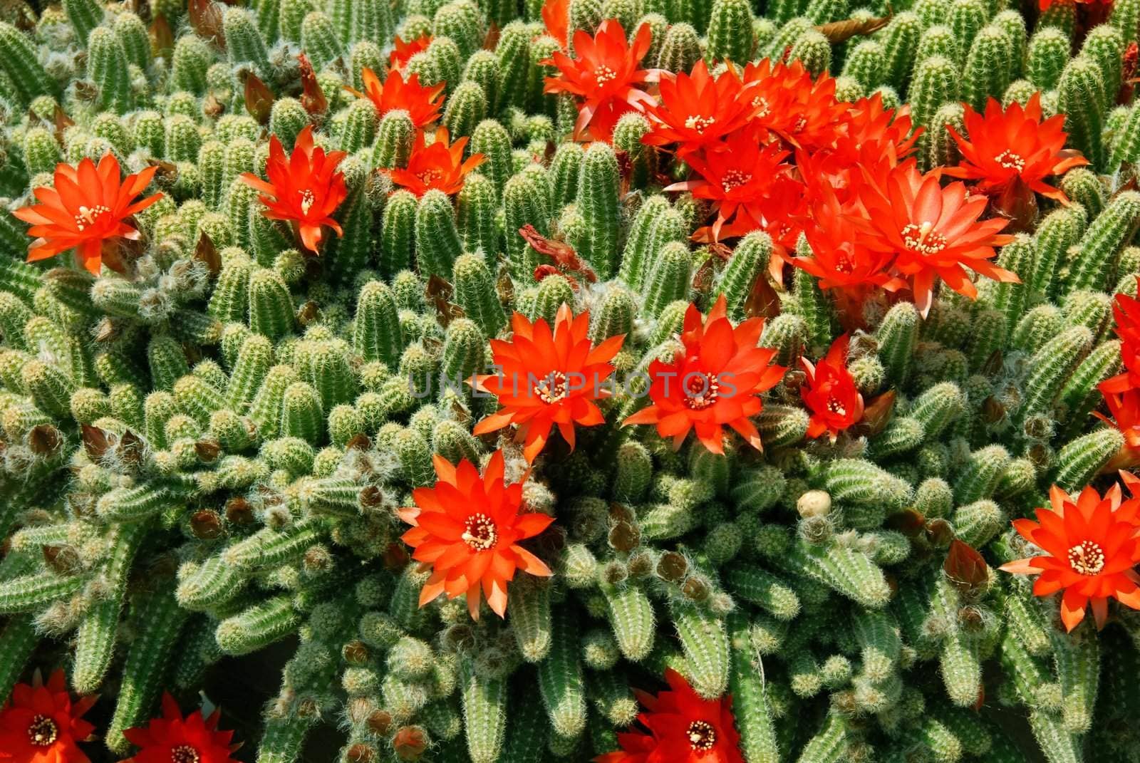 blooming flowers of Red Torch Cactus, Echinopsis huascha