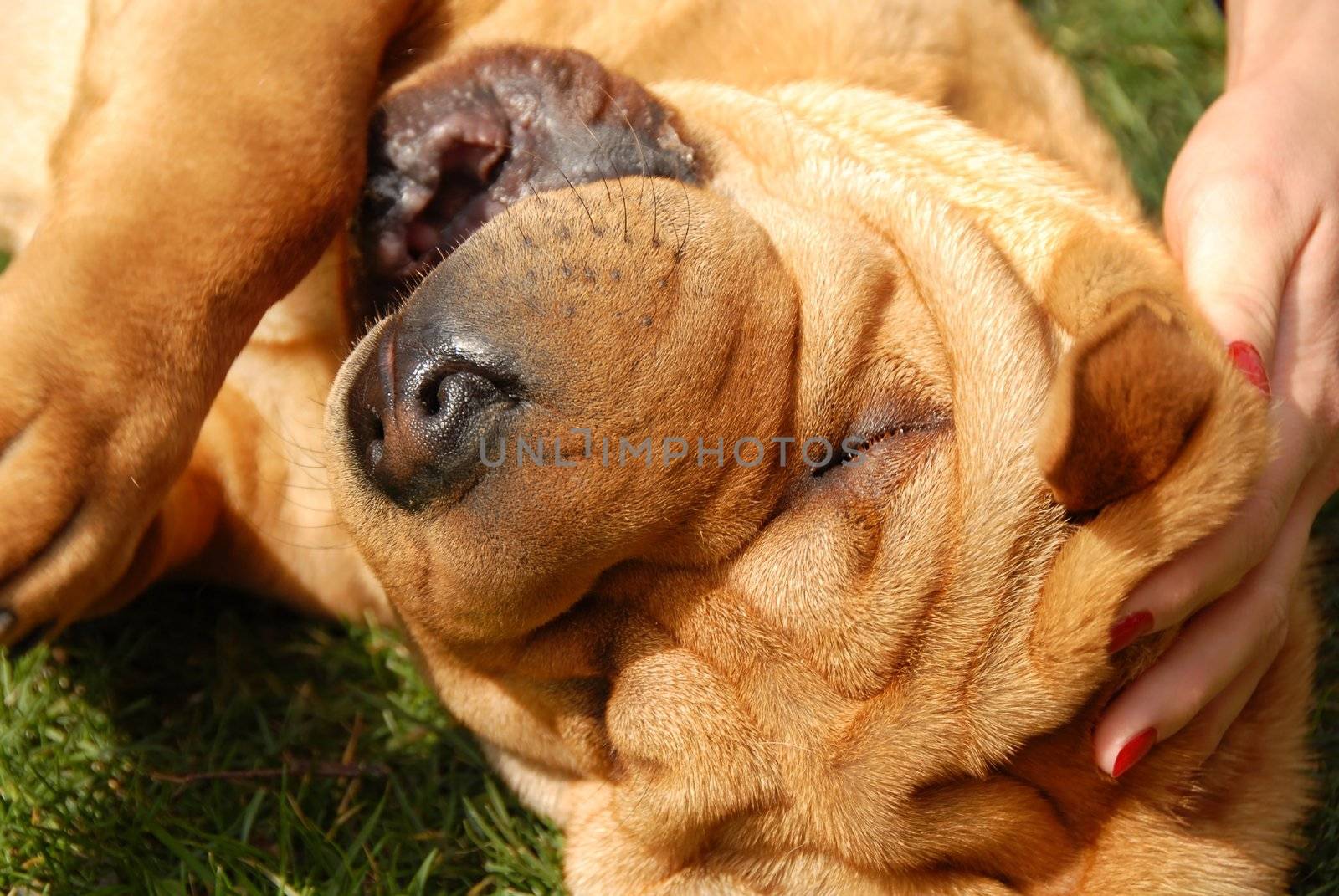adorable young wrinkly shar pei portrait outdoors