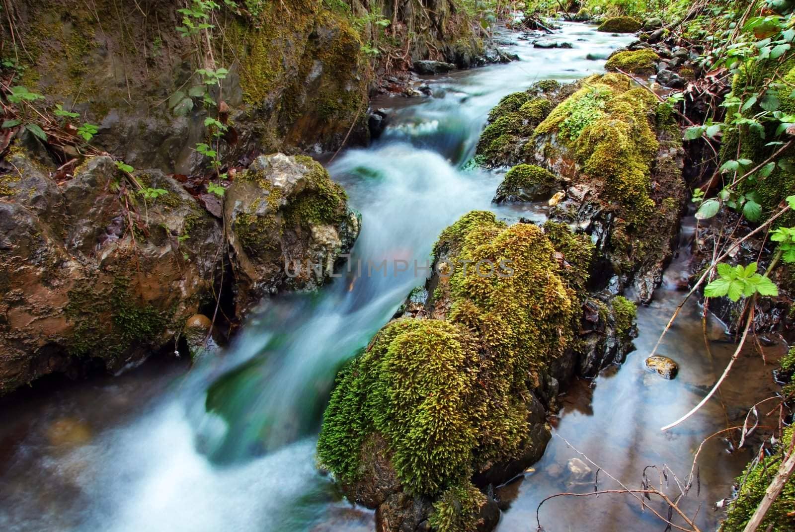 stream between stones in green forest landscape