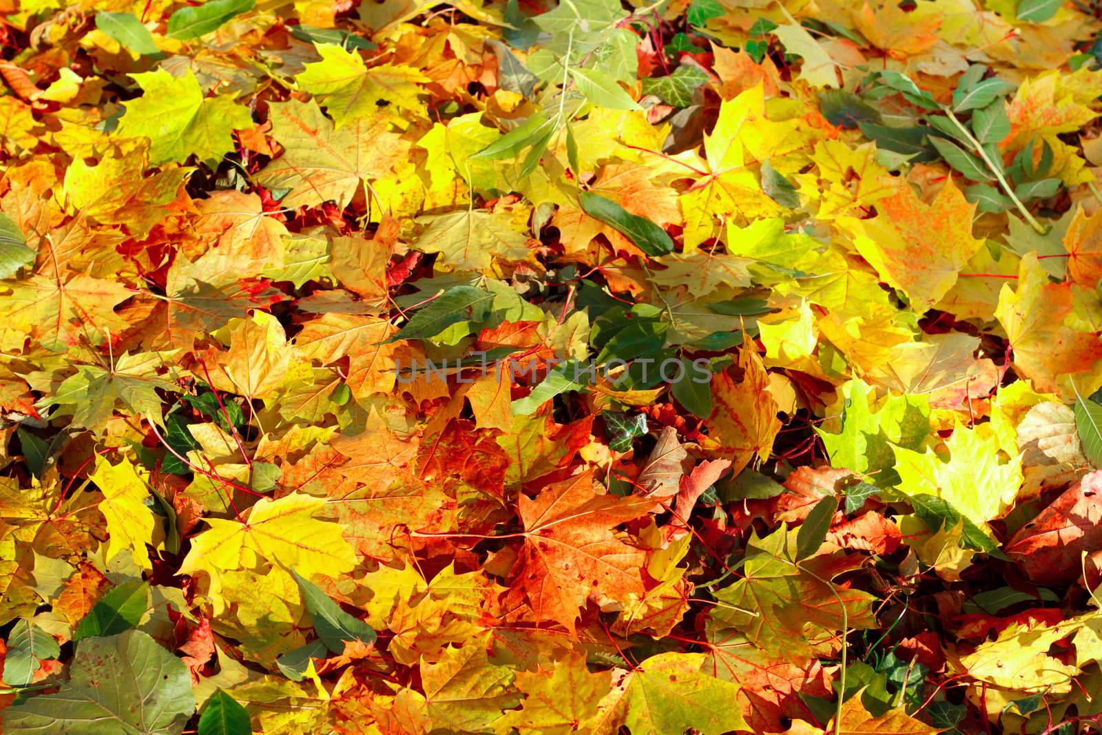 Fall orange autumn leaves on ground background by artush