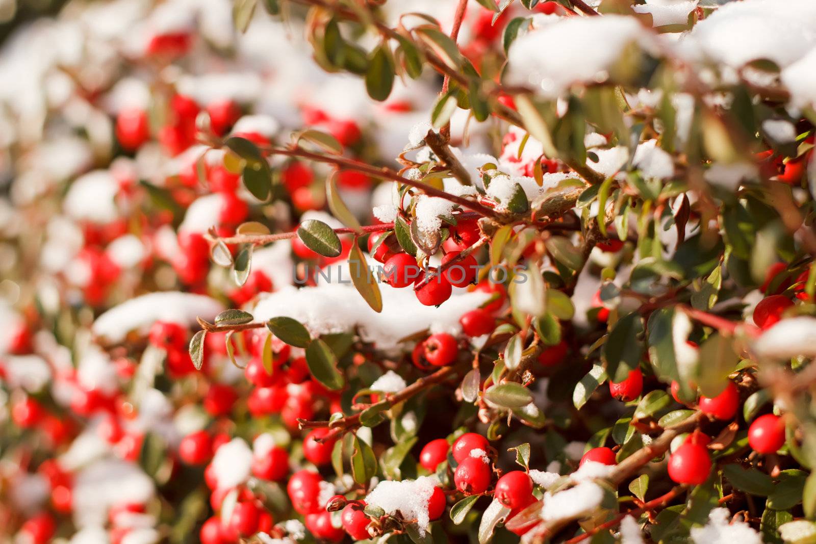 winter background with red gaultheria and snow