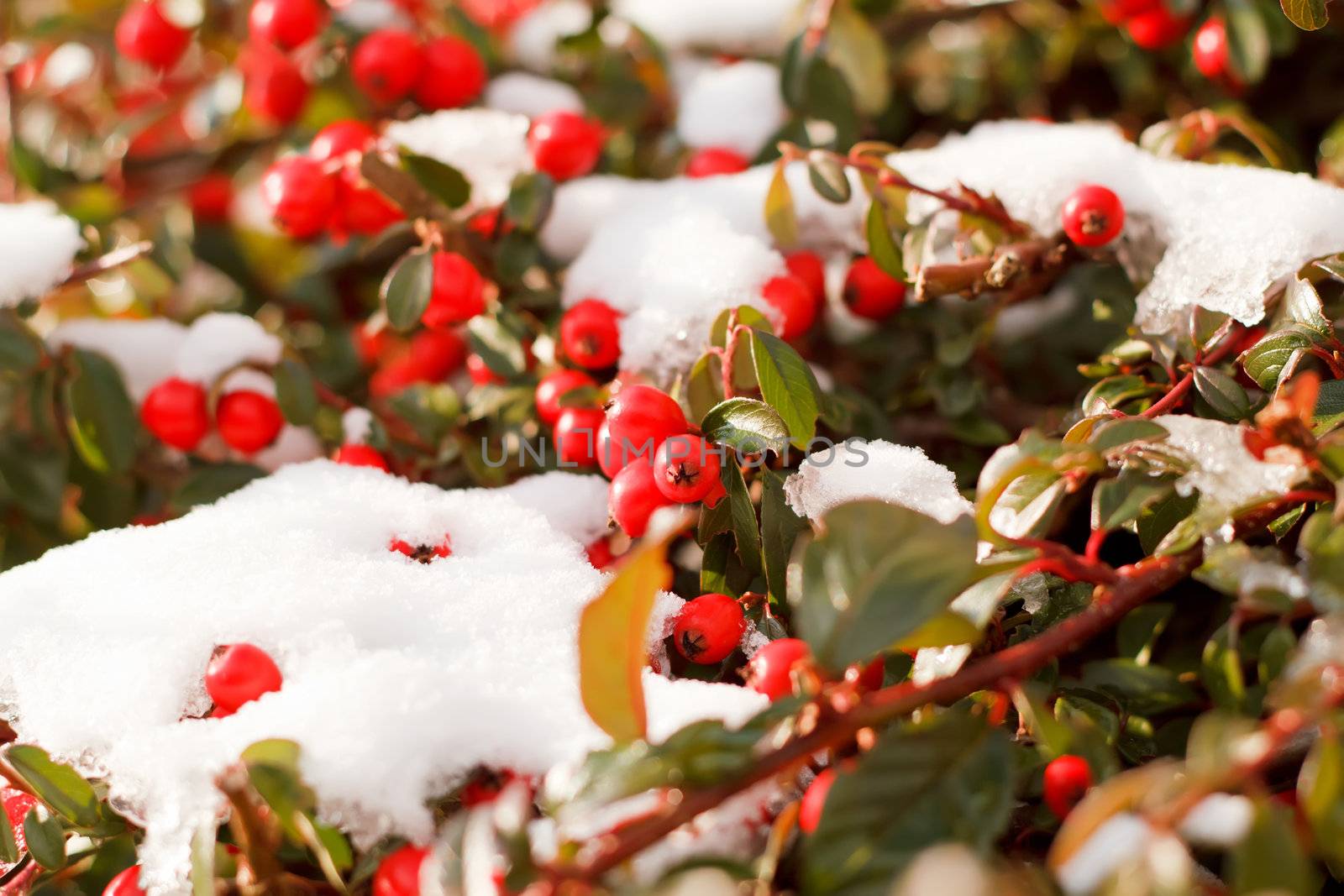 winter background with red gaultheria and snow by artush