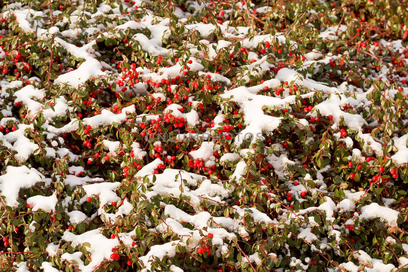 winter background with red gaultheria and snow by artush