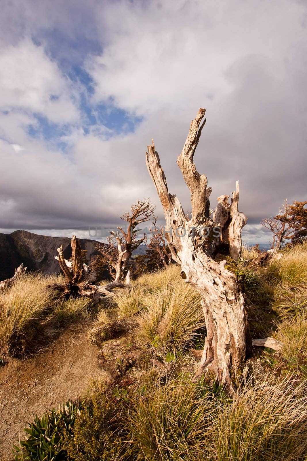 A weathered alpine stump on top of the Ruahine Ranges, Hawkes Bay, New Zealand