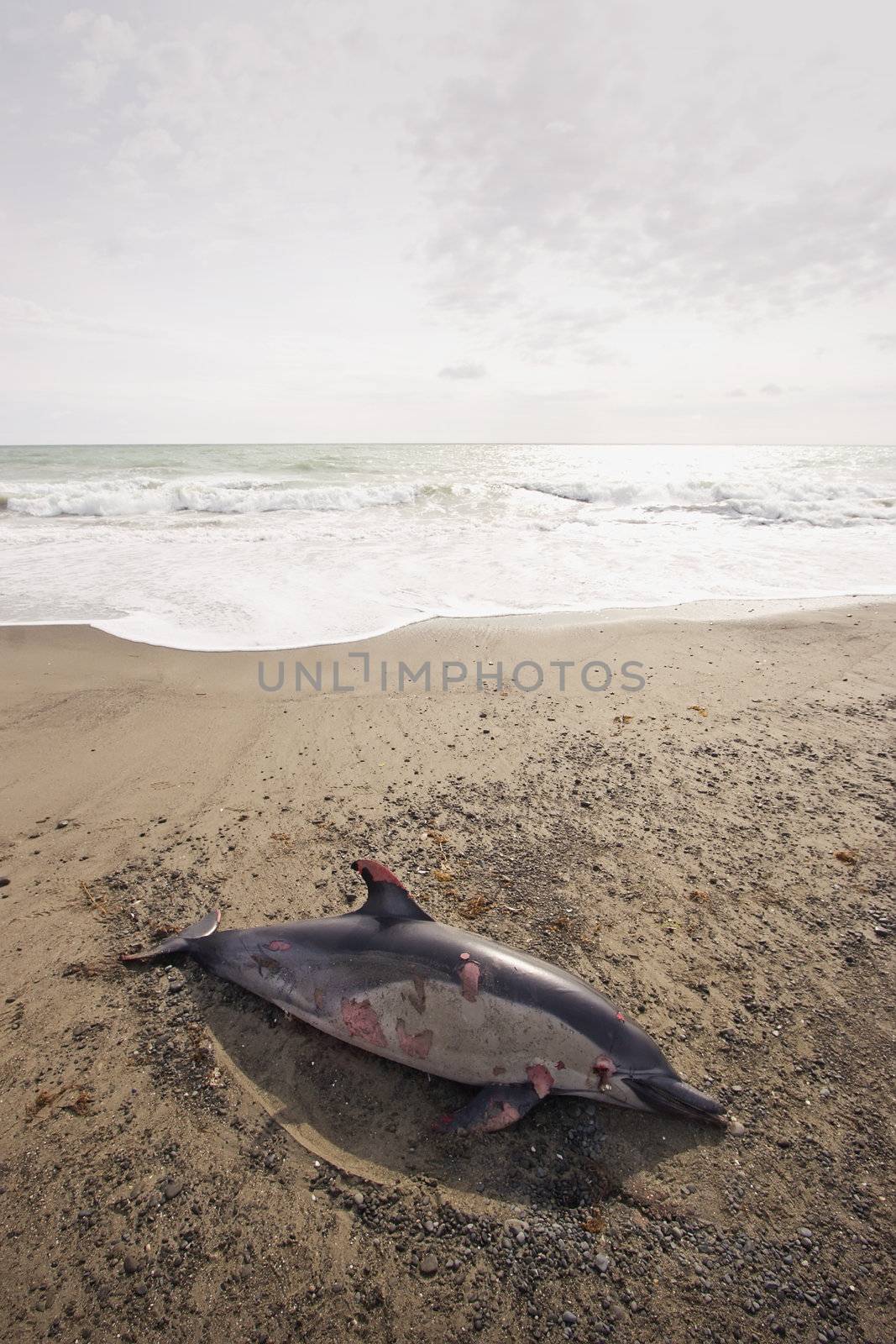 A dolphin is found washed up on Haumoana Beach, Hawkes Bay, New Zealand