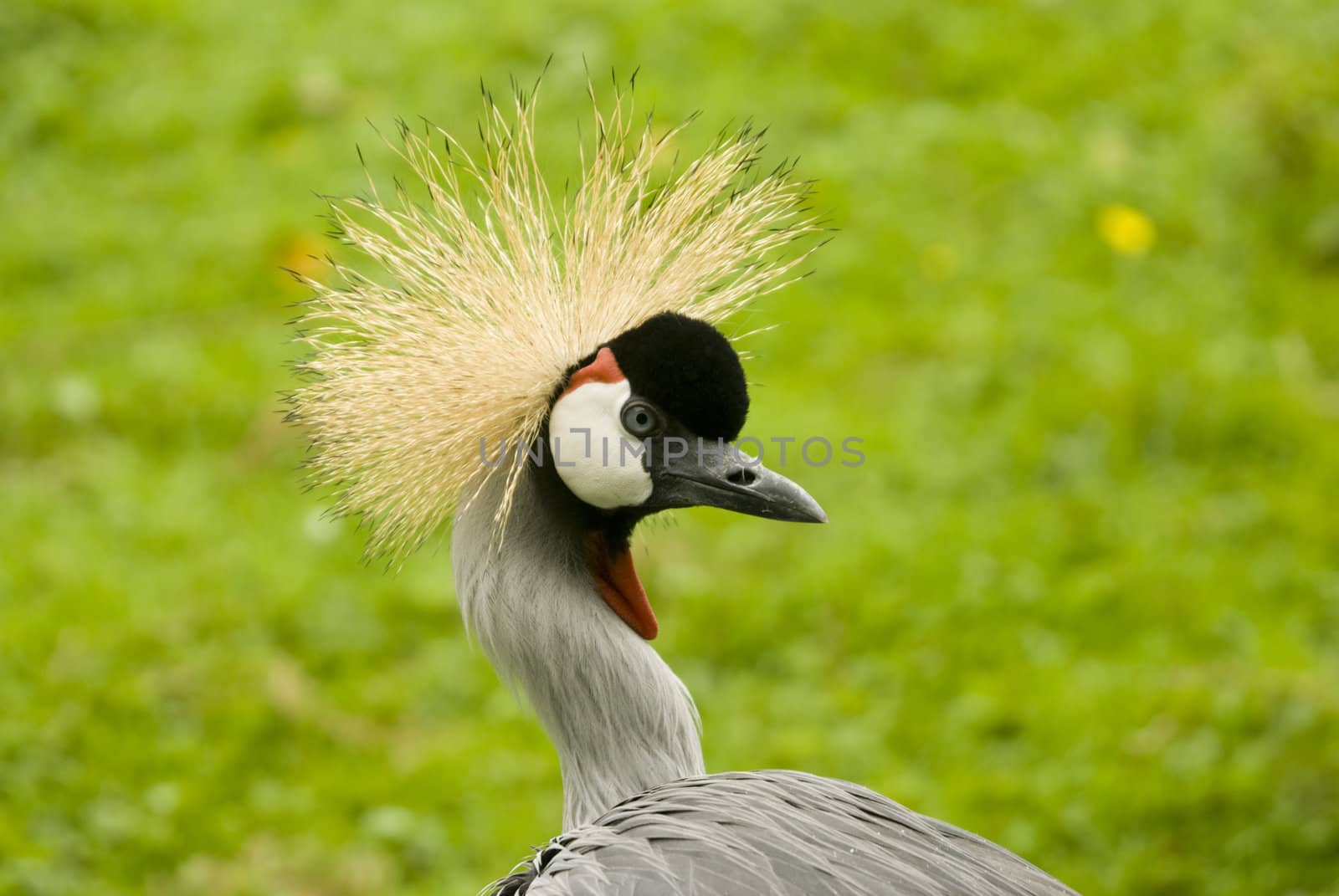 South African Crowned Crane (Balearica regulorum regulorum) - landscape orientation