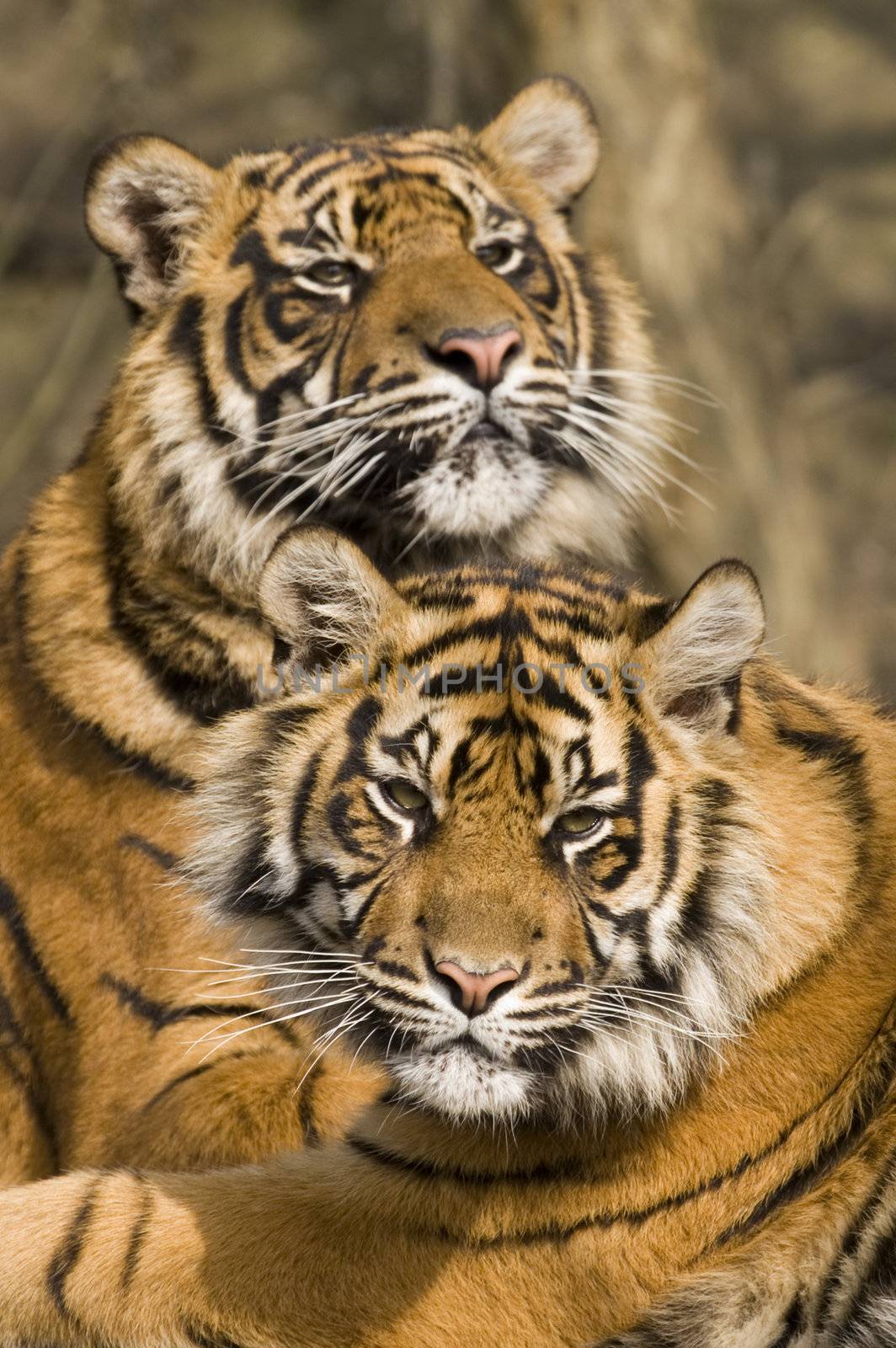 Closeup of Amur Tiger (Panthera tigris altaica)