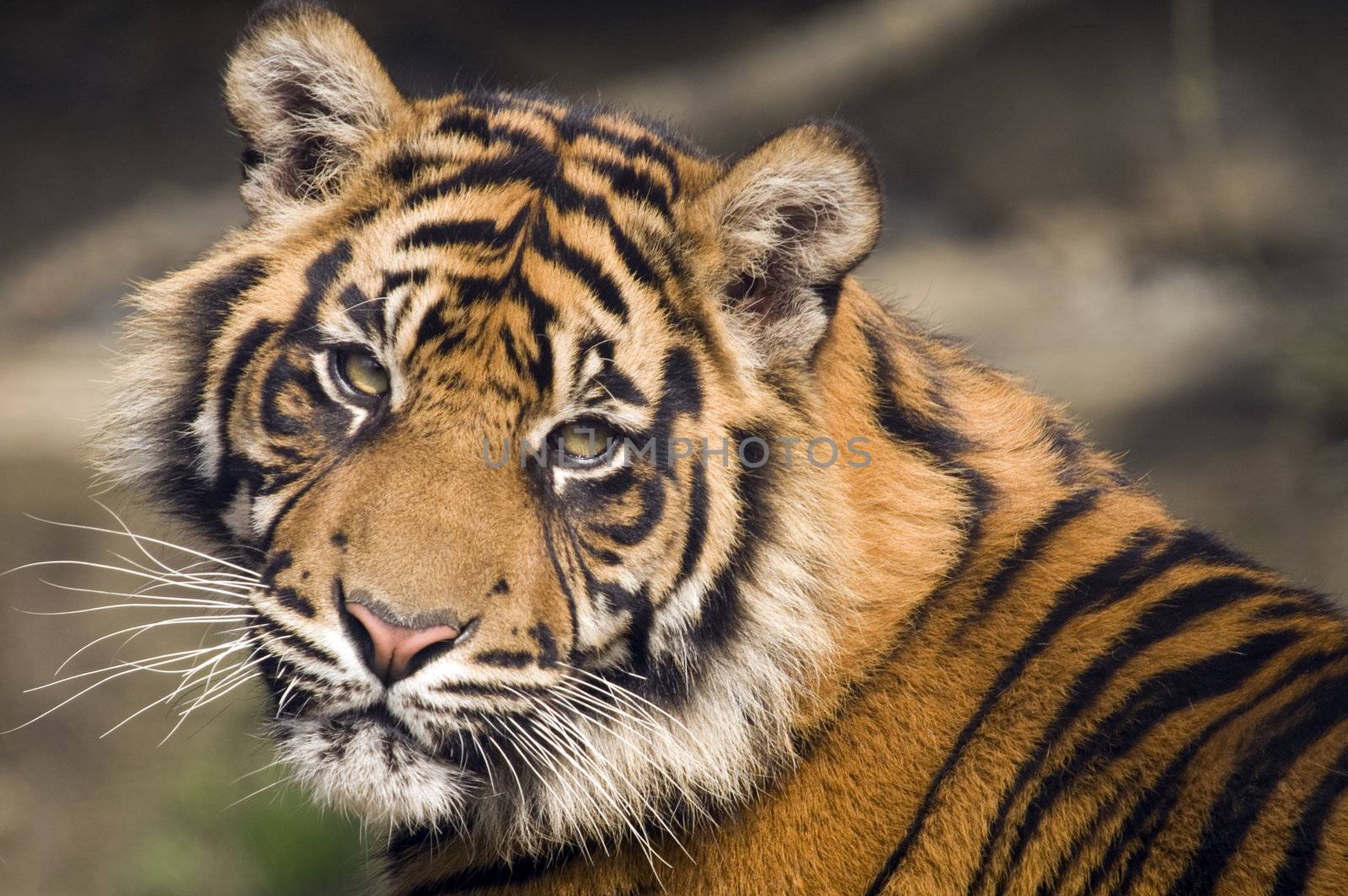 Closeup of Amur Tiger (Panthera tigris altaica)