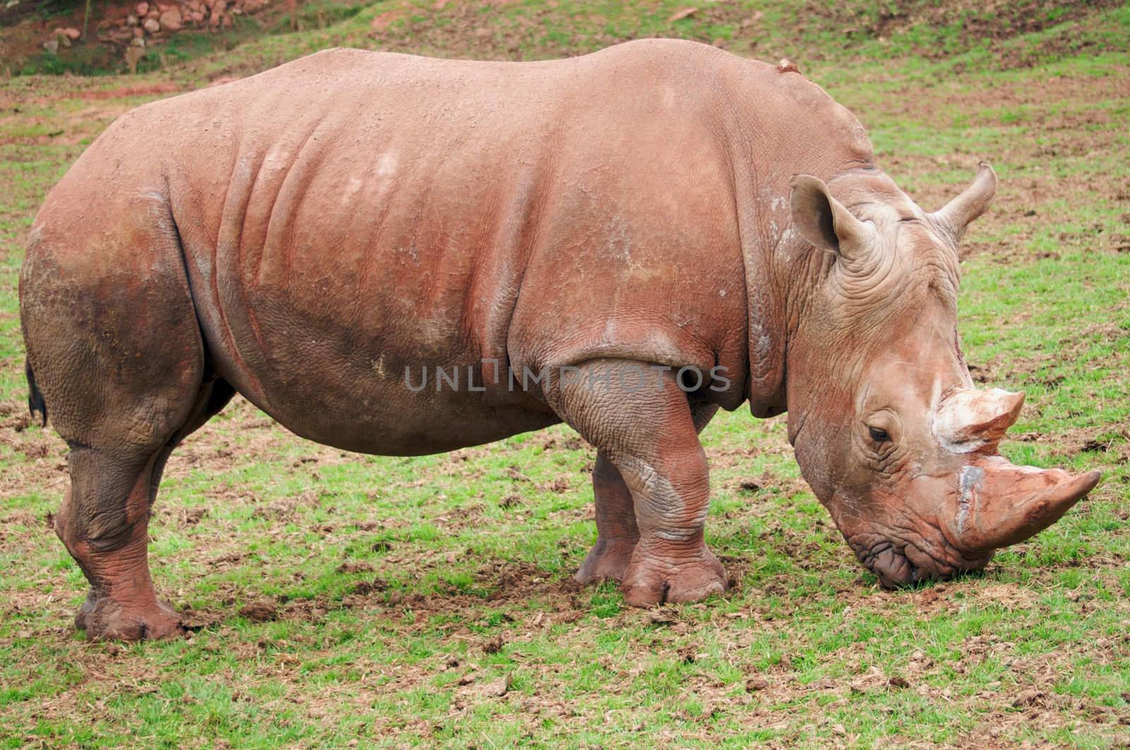 White rhinoceros (Ceratotherium simum) - landscape orientation