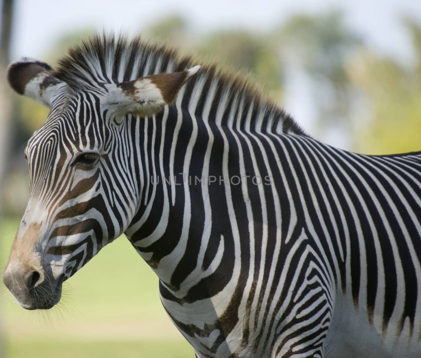 Close up of a Grevys Zebra (Equus grevyi)