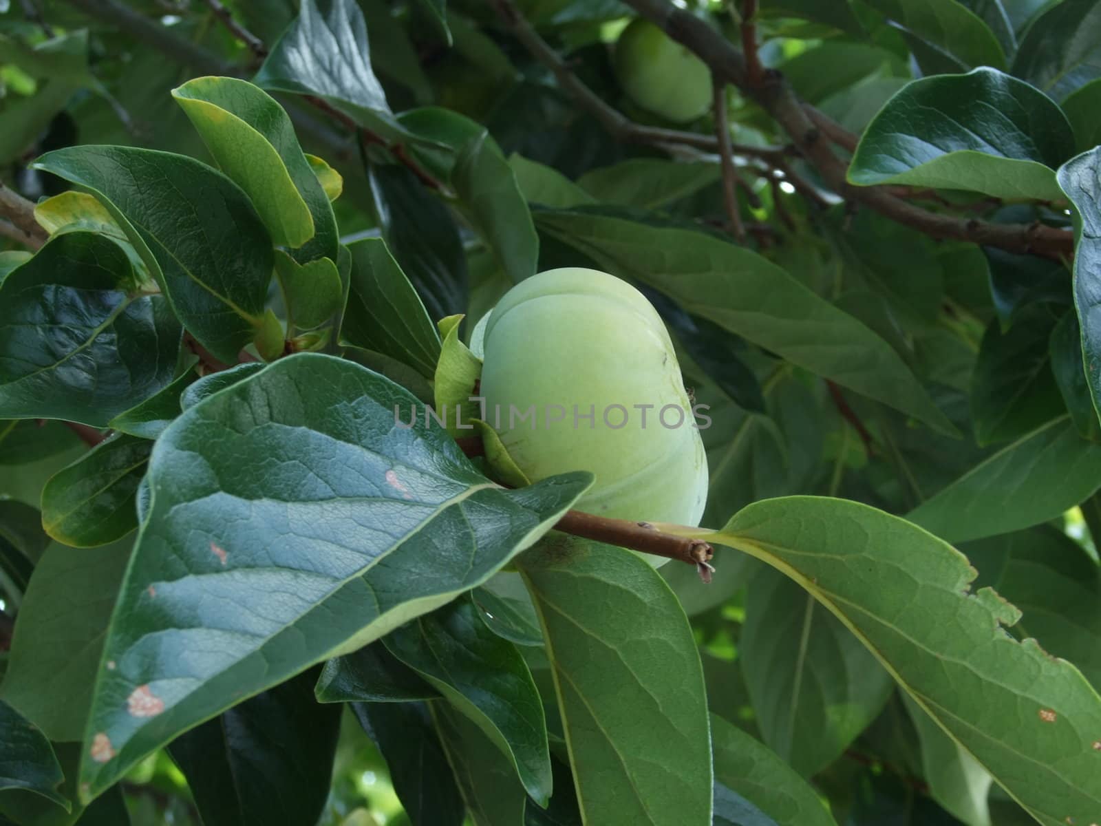 A green persimmon on a tree