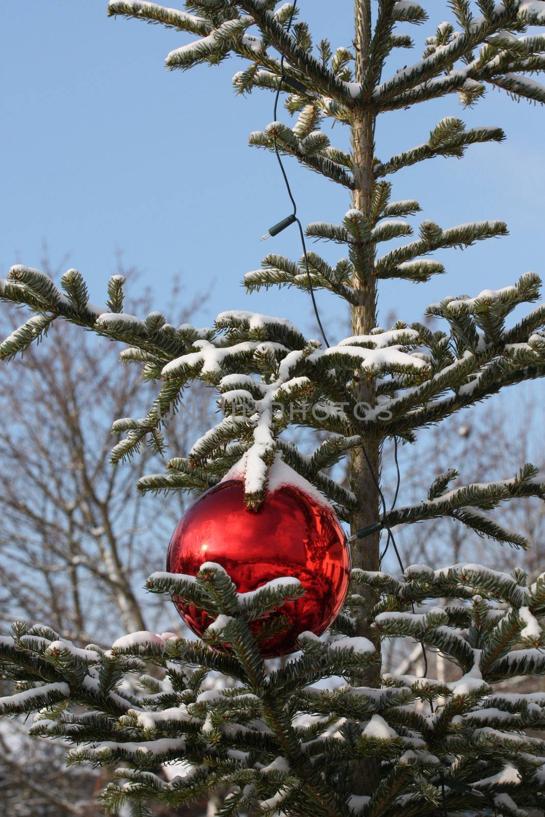 Fir with red Christmas bauble by photochecker