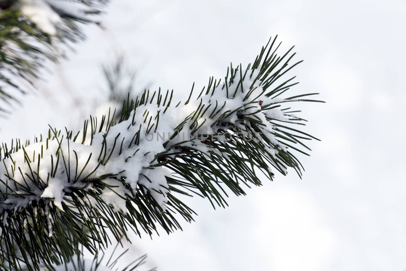 Pine branch in the cold season by photochecker