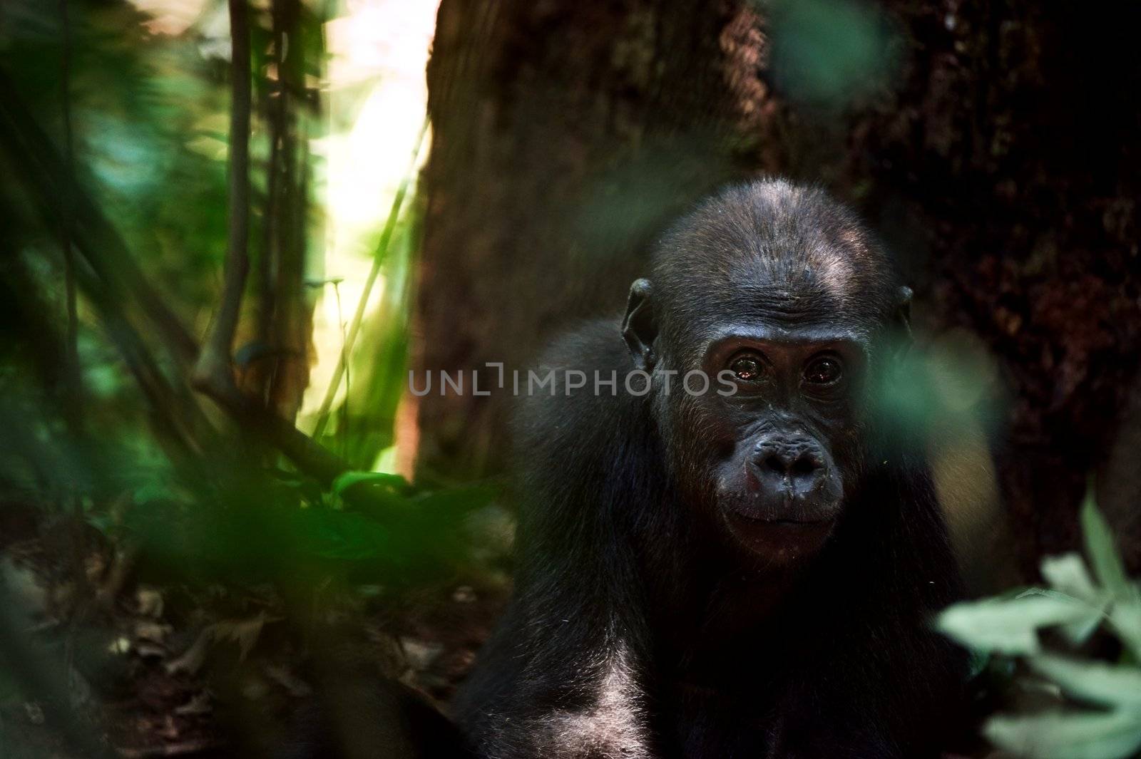 The kid of a lowland gorilla in a native habitat.