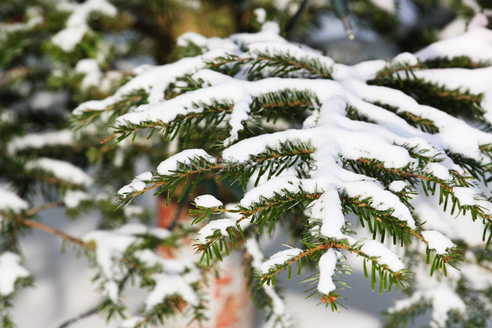 Snow on pine branch by photochecker