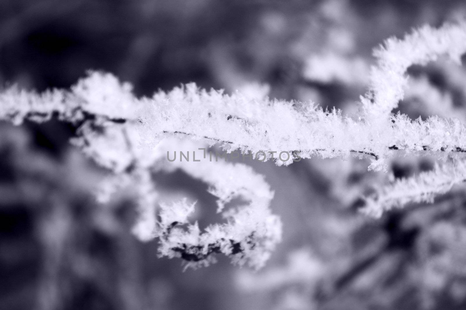 Frozen snow on a branch by photochecker