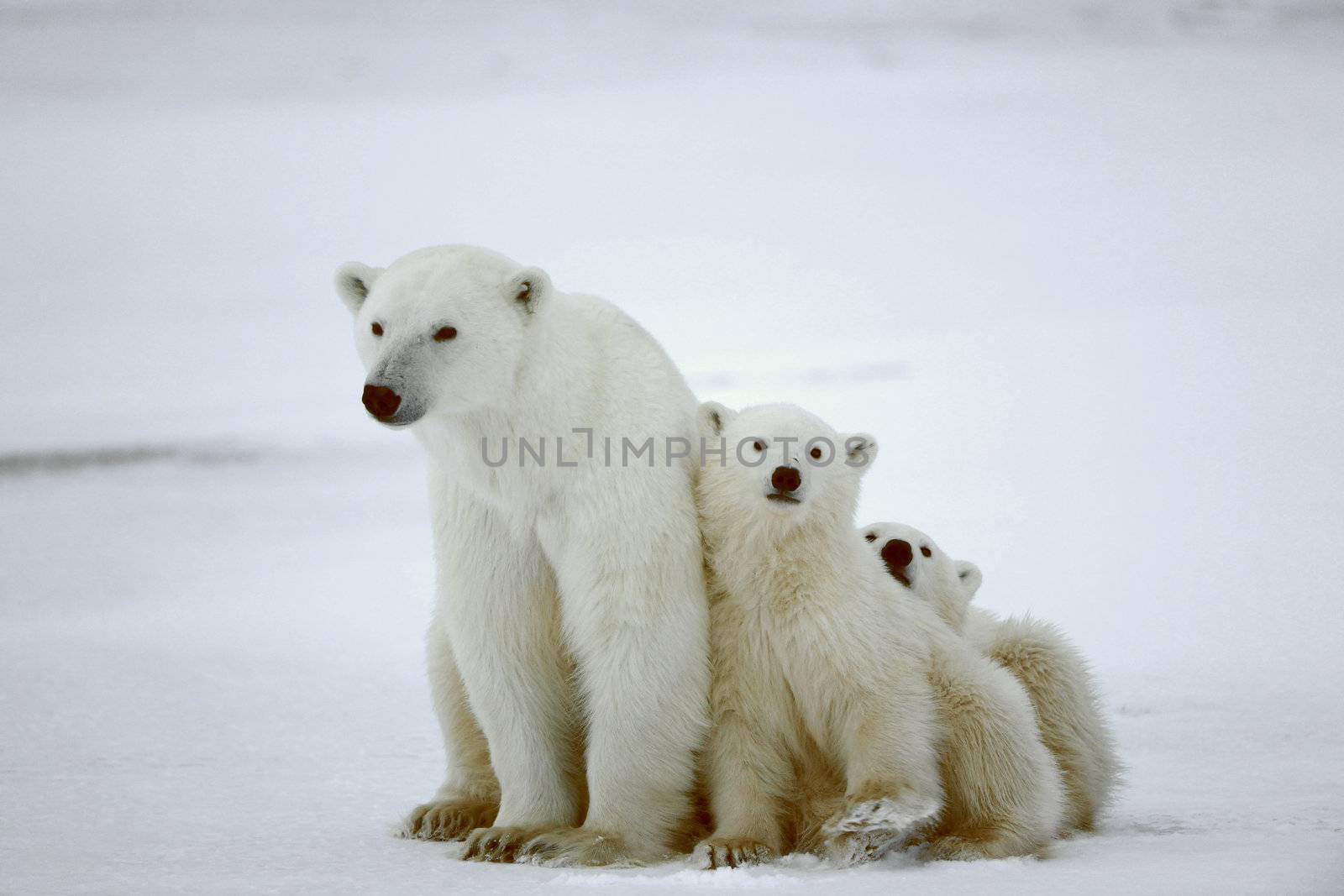 Polar she-bear with cubs. The polar she-bear  with two kids on snow-covered coast.