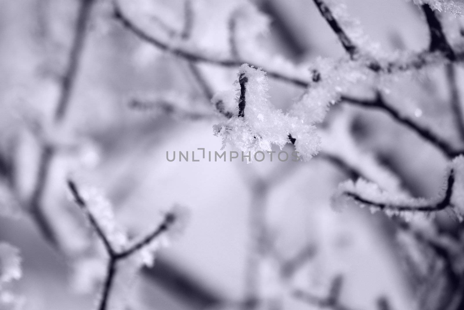 fresh snow on tree branches 