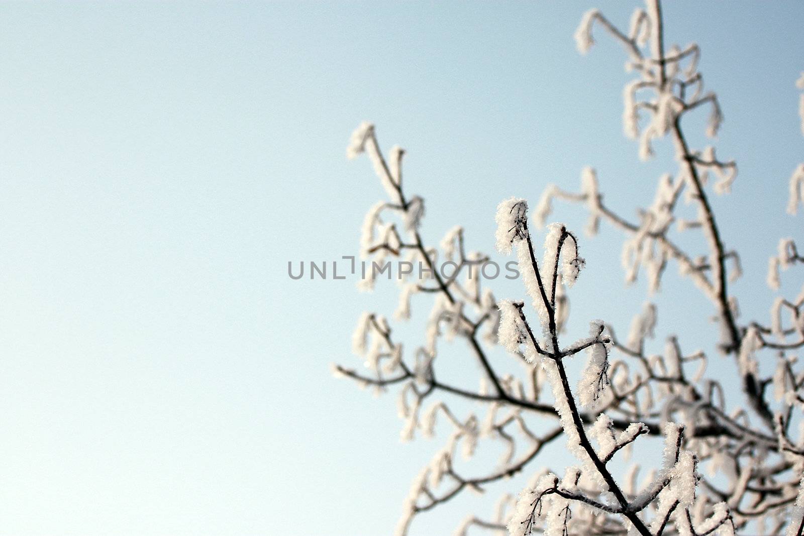 fresh snow on tree branches 