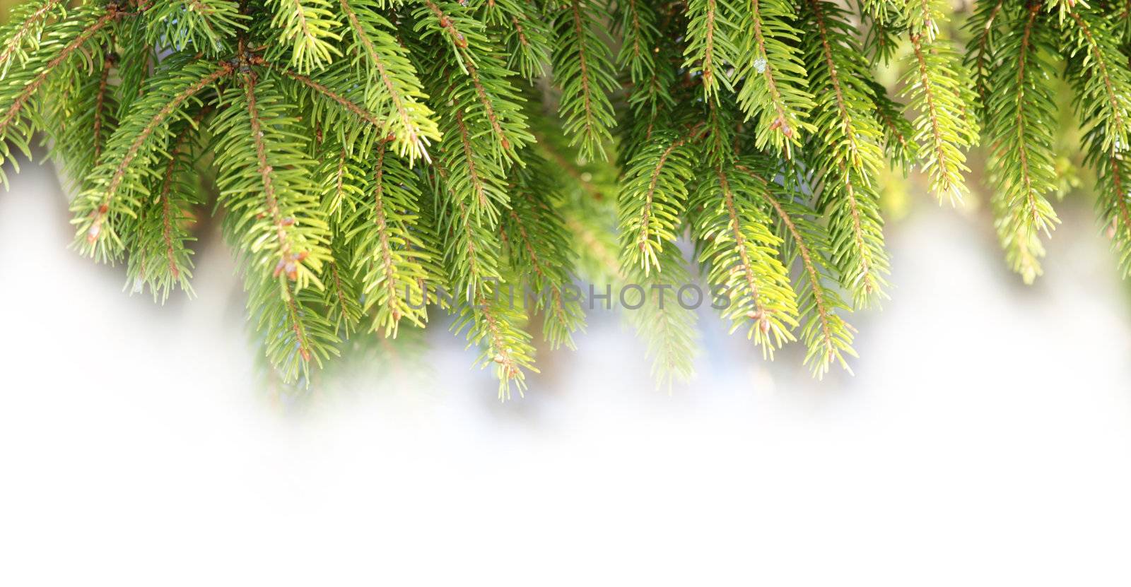 Decorations of pine branches by photochecker