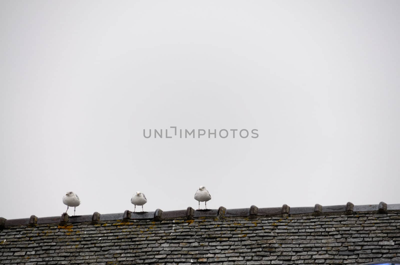 Shot of three seagulls sitting on roof