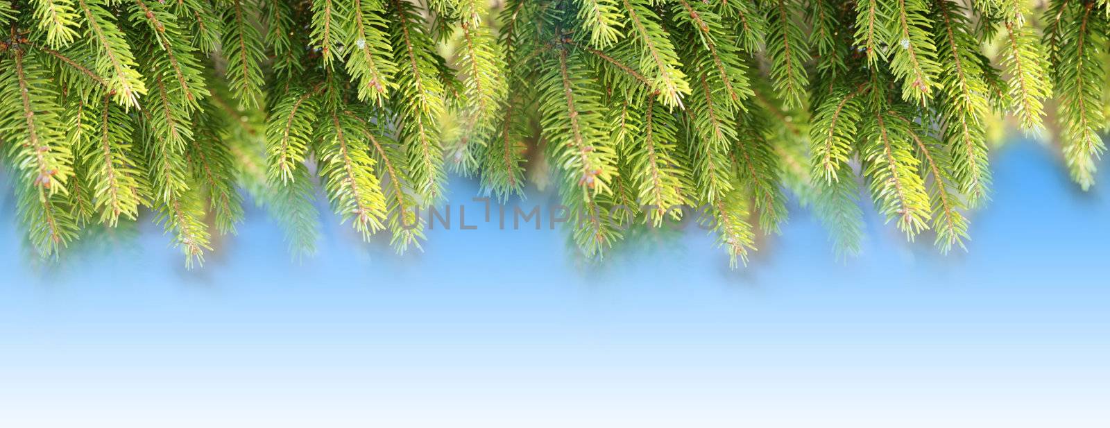 fir branches by photochecker