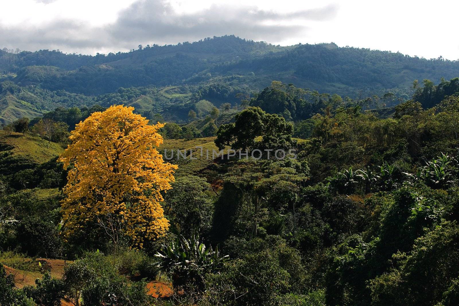 Tree with yellow foliage. by SURZ