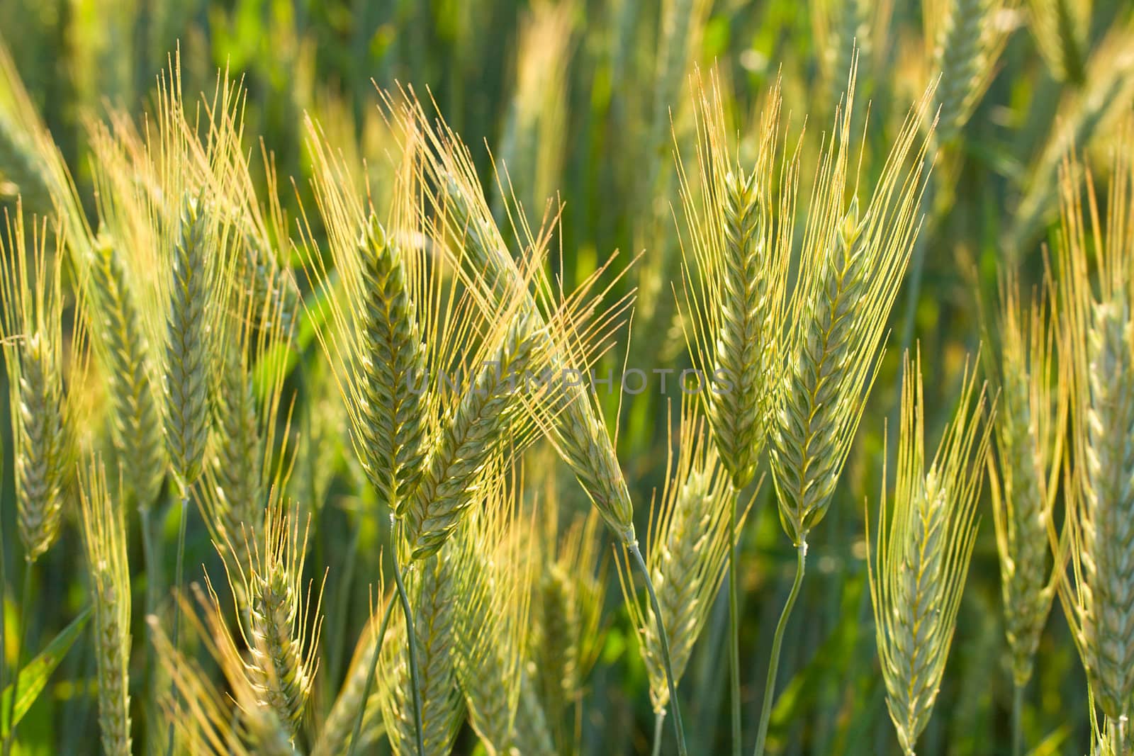 close-up ears of wheat by Alekcey