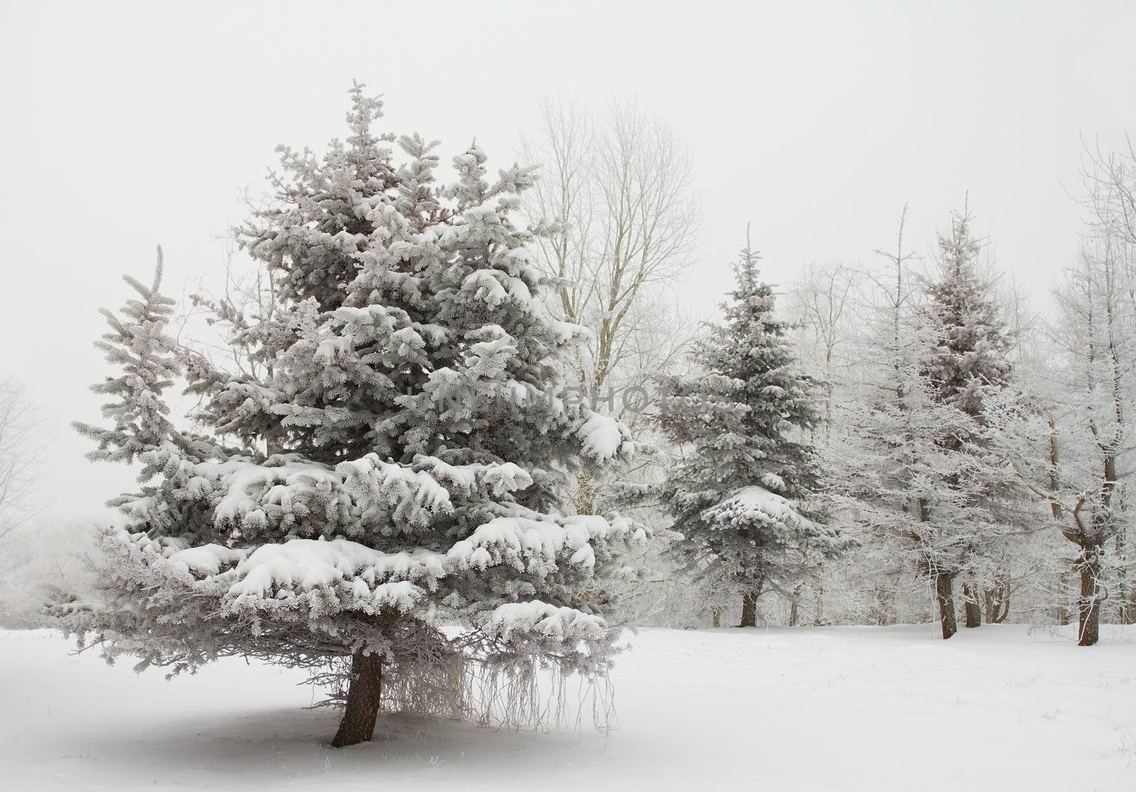 winter fir trees by Alekcey