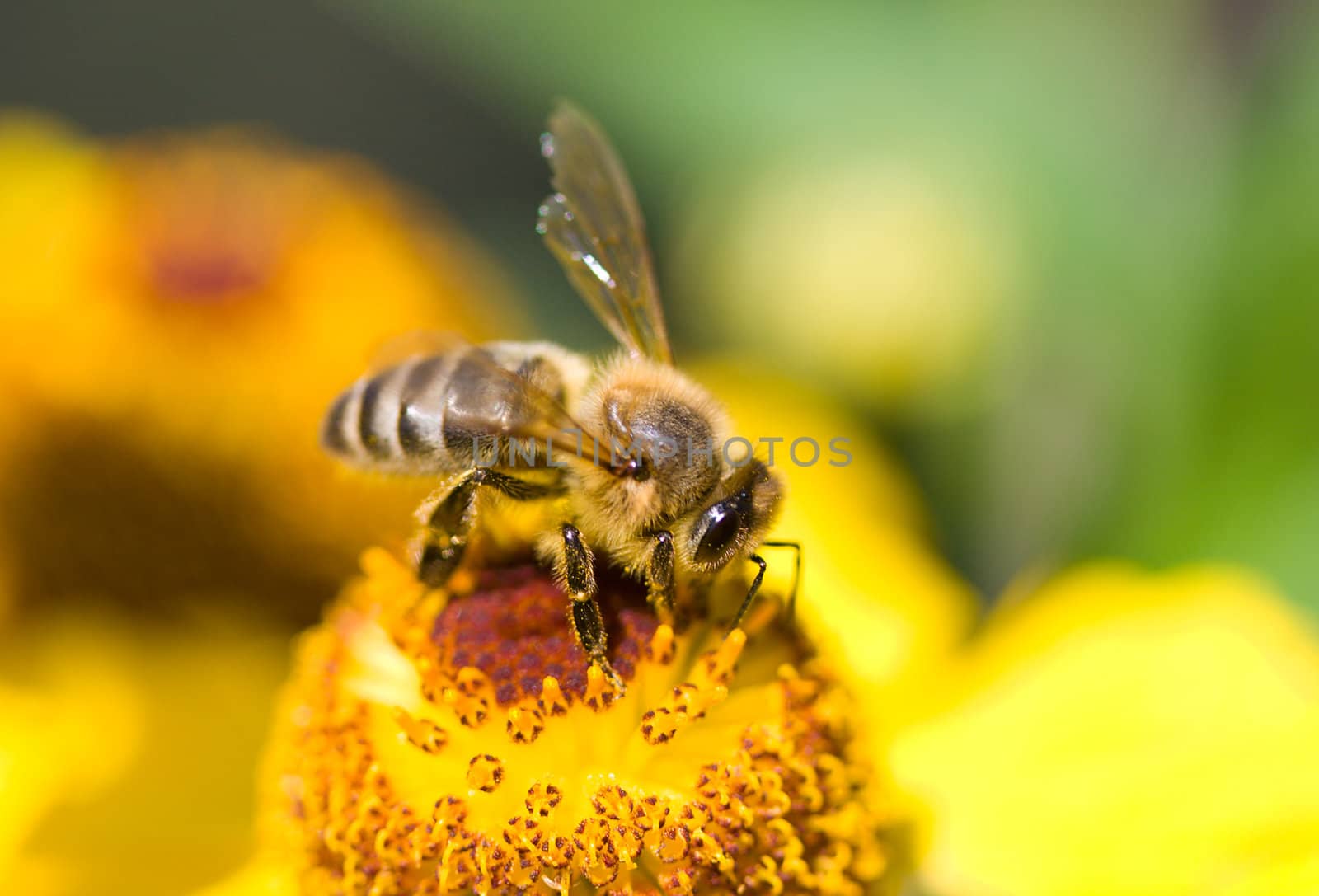 close-up a small bee collect nectar on the yellow flower